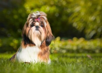 Le 5 razze di cane più dolci del mondo