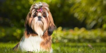 Le 5 razze di cane più dolci del mondo