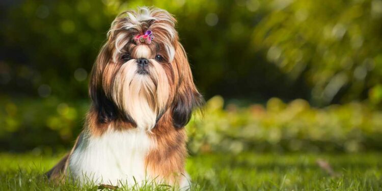 Le 5 razze di cane più dolci del mondo