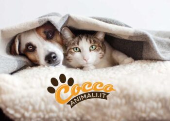 Perché continuiamo a sparare i botti anche se sono pericolosi per gli animali?