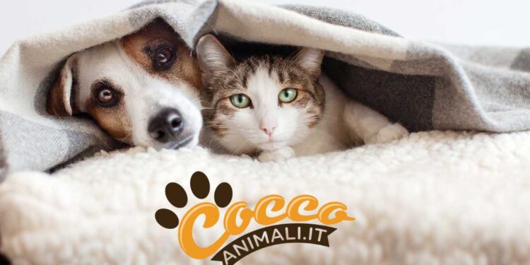 Perché continuiamo a sparare i botti anche se sono pericolosi per gli animali?