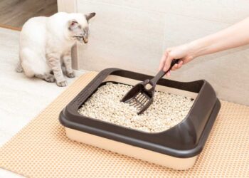 Quali sono le migliori lettiere per gatti?