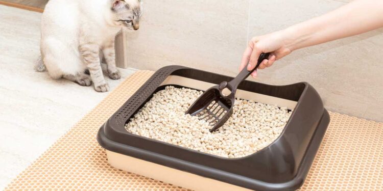 Quali sono le migliori lettiere per gatti?