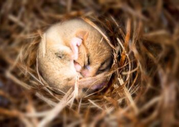 Quando si svegliano gli animali dal letargo?