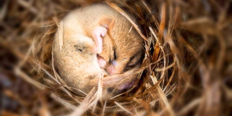 Quando si svegliano gli animali dal letargo?