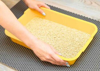 Come pulire correttamente la lettiera del tuo gatto: guida pratica