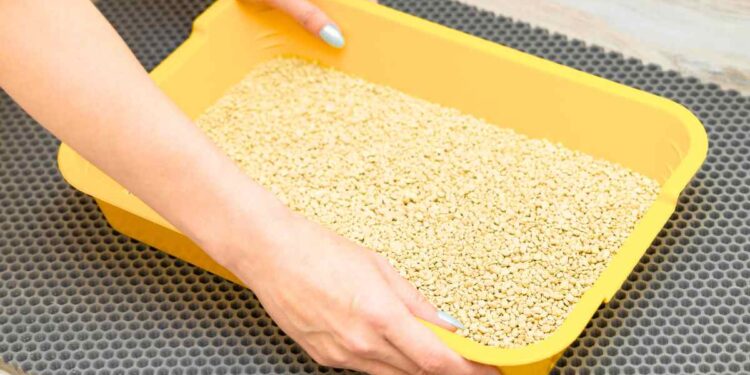 Come pulire correttamente la lettiera del tuo gatto: guida pratica