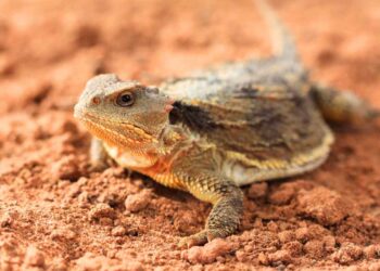 Da quando iniziano a vedersi le lucertole in giro?