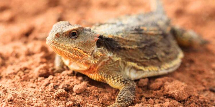 Da quando iniziano a vedersi le lucertole in giro?