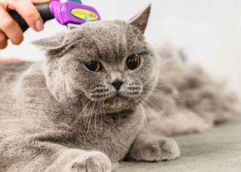 Gatto perde il pelo: cosa fare? Scopriamo le cause e le soluzioni