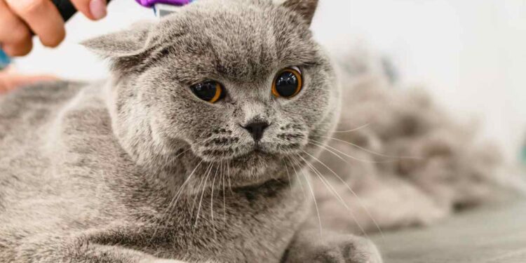 Gatto perde il pelo: cosa fare? Scopriamo le cause e le soluzioni