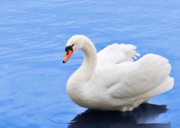 Gli animali più belli del pianeta: Un viaggio tra le meraviglie della natura