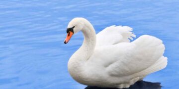 Gli animali più belli del pianeta: Un viaggio tra le meraviglie della natura