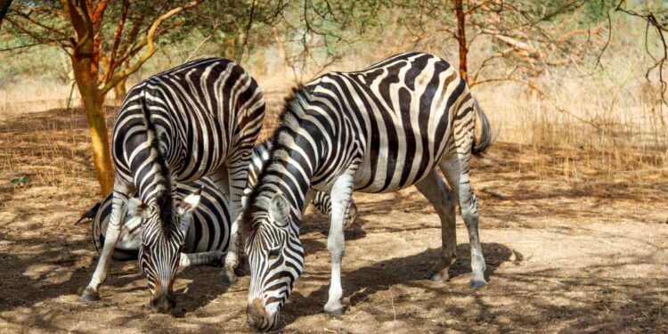 Le migliori riserve per animali: Un viaggio nel cuore della natura