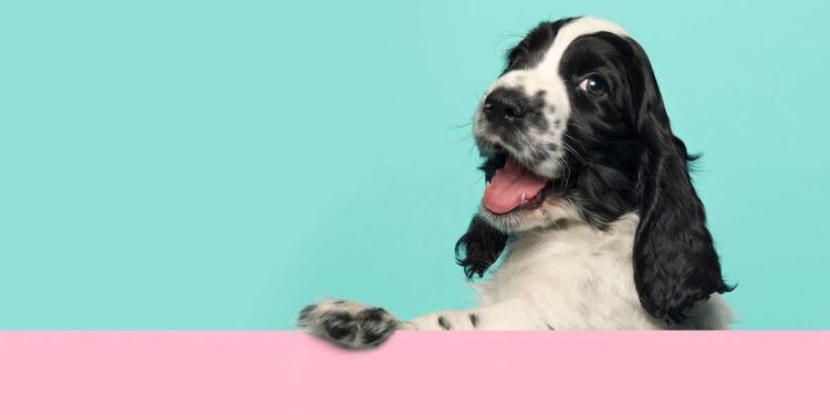 Cani felici, spazi sicuri: come organizzare l’esterno in chiave pet-friendly