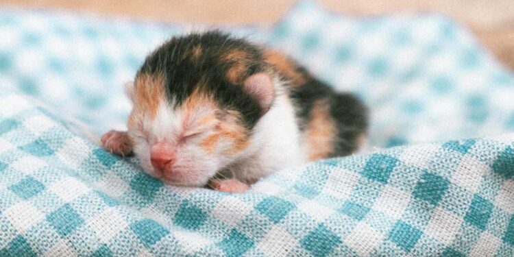 Come prendersi cura di un gattino appena nato abbandonato dalla mamma gatta: una guida utile