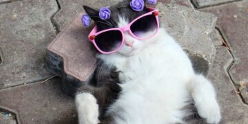 I 5 animali che portano fortuna