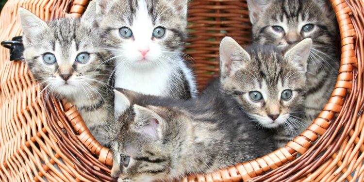 La nascita di una nuova professione: La tata per gatti spopola in Italia