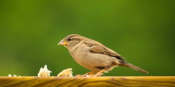 Nutrire gli uccellini: Cosa offrire per il benessere dei nostri amici alati