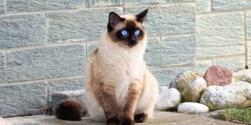 Come pulire il pelo di un gatto: Tecniche e consigli utili