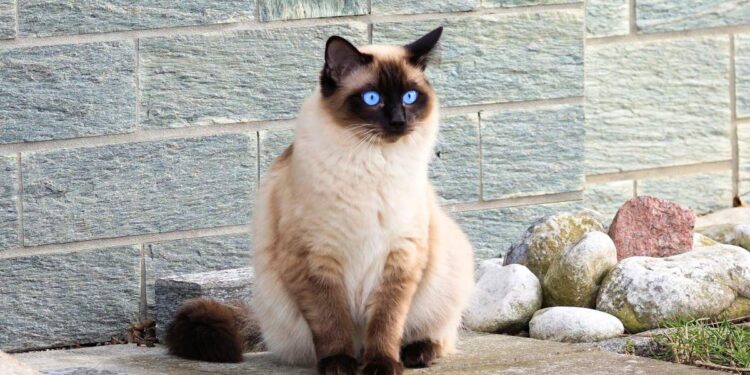 Come pulire il pelo di un gatto: Tecniche e consigli utili