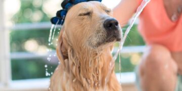 Ogni quanto va lavato il cane in estate?