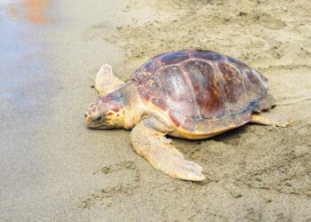 Tartarughe caretta caretta: Dove decidono di deporre le loro uova