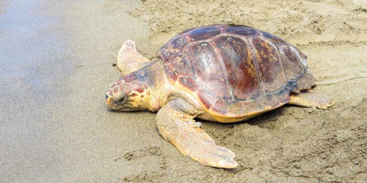 Tartarughe caretta caretta: Dove decidono di deporre le loro uova