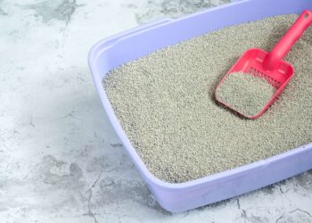 Come pulire una lettiera del gatto: Guida pratica