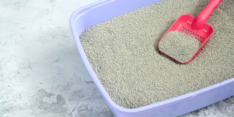 Come pulire una lettiera del gatto: Guida pratica