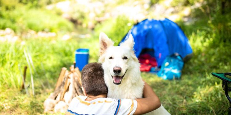 Portare il tuo amico a quattro zampe in vacanza: cosa sapere