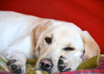 Come preparare il tuo amico a quattro zampe per l’inverno: Consigli pratici