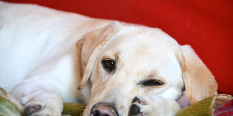 Come preparare il tuo amico a quattro zampe per l’inverno: Consigli pratici