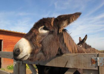 Il Ruolo Terapeutico degli Asini Salvati: Dalla Sofferenza alla Rinascita