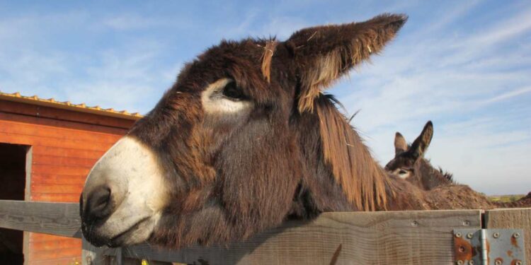 Il Ruolo Terapeutico degli Asini Salvati: Dalla Sofferenza alla Rinascita