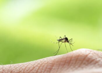 Le zanzare sopravvivono anche in inverno?