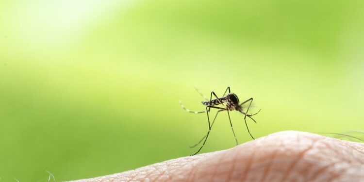 Le zanzare sopravvivono anche in inverno?