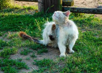 Pulci nel gatto: come riconoscerle e aiutare il micio a vivere sereno