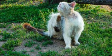 Pulci nel gatto: come riconoscerle e aiutare il micio a vivere sereno