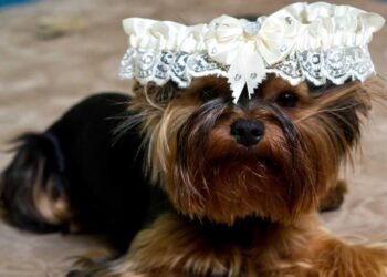 Il tuo amico a 4 zampe nel giorno del matrimonio: come il fotografo matrimoniale in Puglia cattura l’amore più autentico