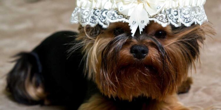 Il tuo amico a 4 zampe nel giorno del matrimonio: come il fotografo matrimoniale in Puglia cattura l’amore più autentico