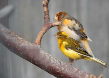 Uccellini domestici: le specie più allevate
