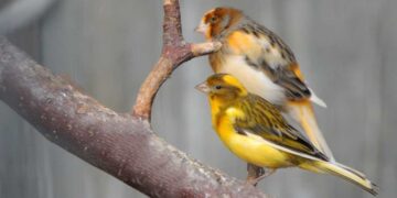 Uccellini domestici: le specie più allevate