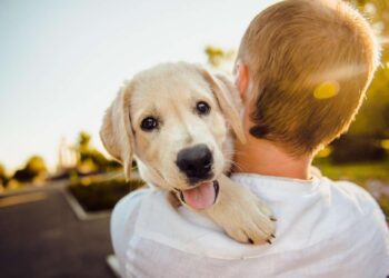Come capire se il cane è felice: segnali, comportamento e consigli utili