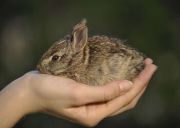 Animali domestici per bambini: quali scegliere, benefici educativi e responsabilità