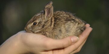 Animali domestici per bambini: quali scegliere, benefici educativi e responsabilità