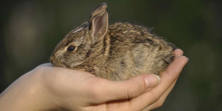 Animali domestici per bambini: quali scegliere, benefici educativi e responsabilità