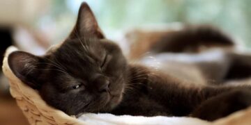 Perché il gatto fa le fusa? Significato, benefici e segnali da interpretare
