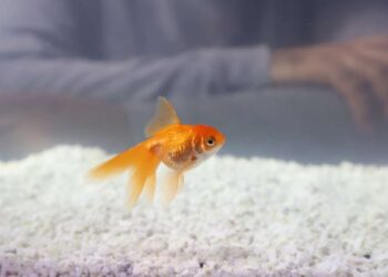 Salute pesci rossi: consigli e raccomandazioni