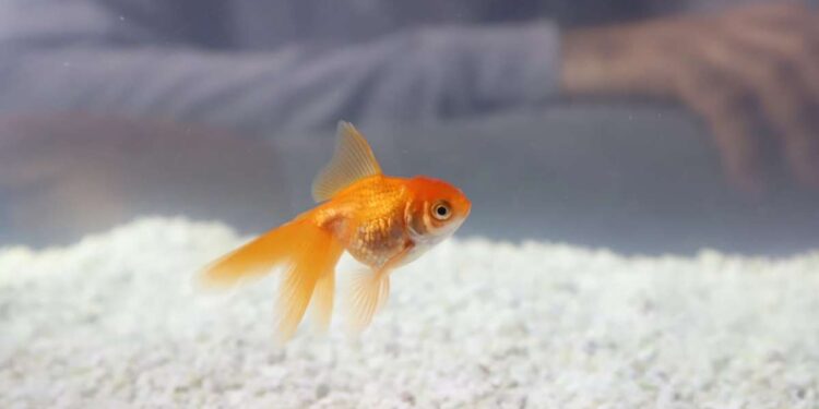Salute pesci rossi: consigli e raccomandazioni